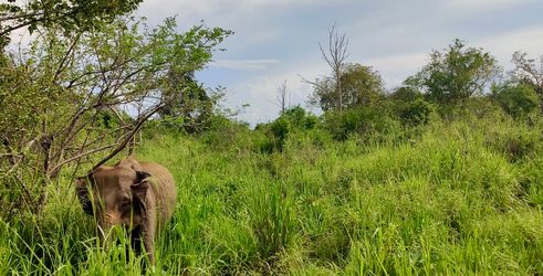 Olifant gespot in Yala NP